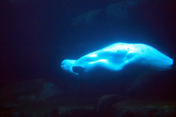 Ballena Beluga Vancouver, Canadá — Foto de Stock