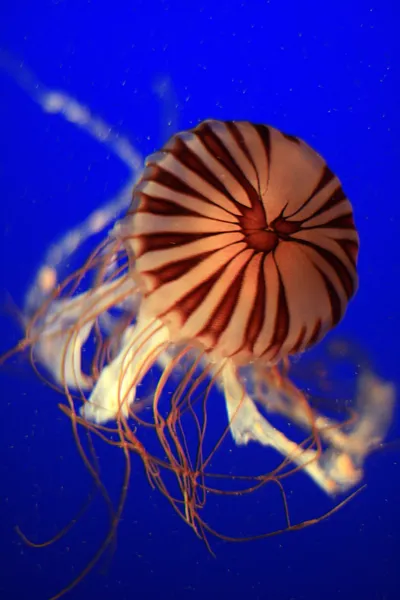 Jelly Fish, Vancouver, Canada — Stock Photo, Image