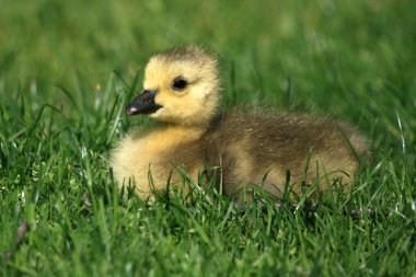 ördek yavrusu - granville adanın, vancouver, Kanada