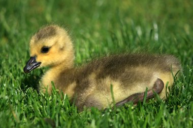 ördek yavrusu - granville adanın, vancouver, Kanada