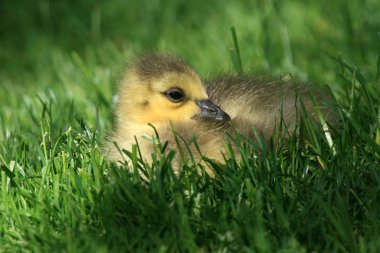ördek yavrusu - granville adanın, vancouver, Kanada