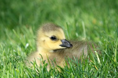 ördek yavrusu - granville adanın, vancouver, Kanada