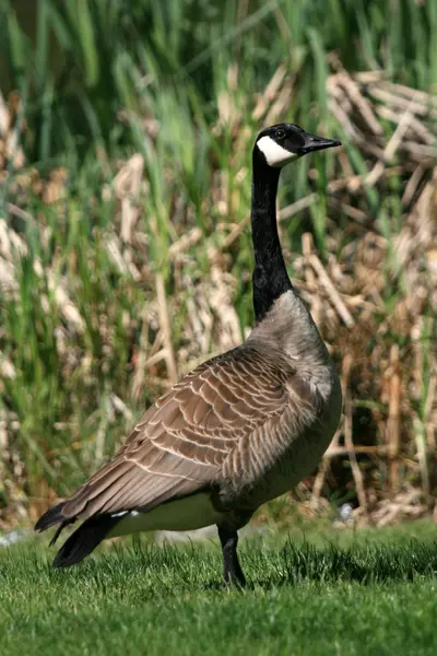 Canadian goose - granville island, vancouver, Kanada — Zdjęcie stockowe