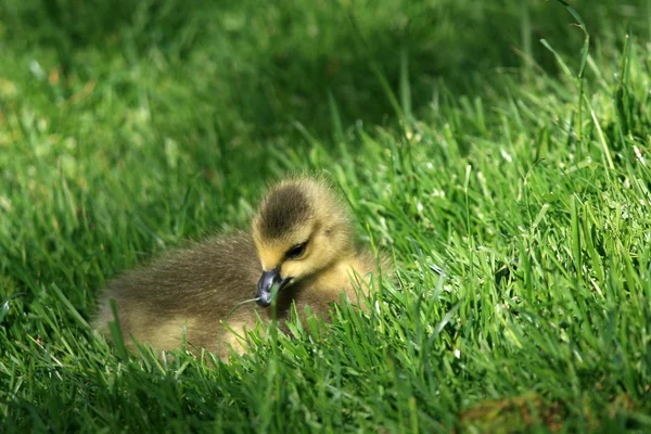 ördek yavrusu - granville adanın, vancouver, Kanada
