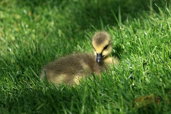 Duckling - Granville Island, Vancouver, Canadá — Foto de Stock