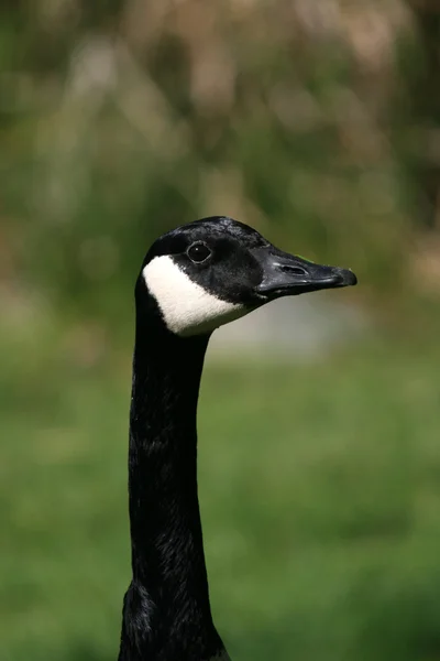 Canadian Goose - Granville Island, Vancouver, Canada — Stock Photo, Image