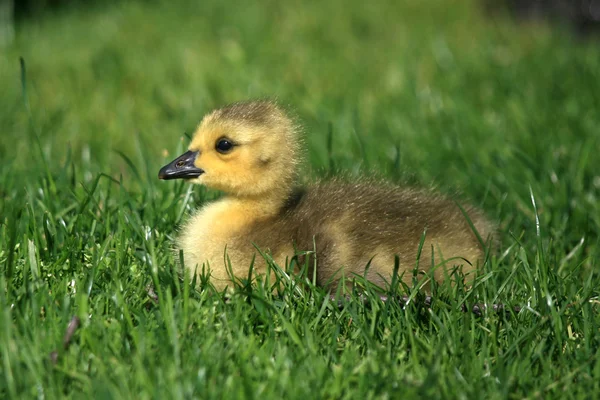 Duckling - Granville Island, Vancouver, Canada — Stock Photo, Image