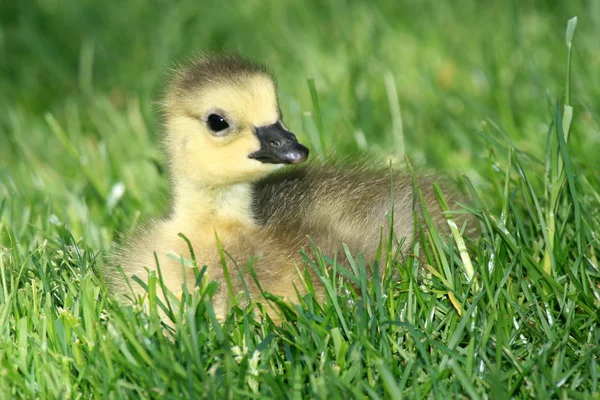 Duckling - Granville Island, Vancouver, Canada — Stock Photo, Image