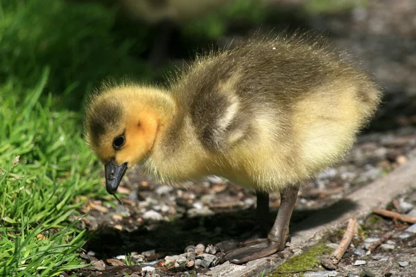 Duckling - Granville Island, Vancouver, Canadá — Foto de Stock