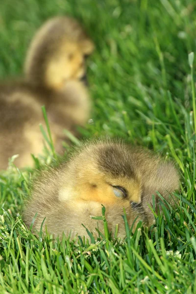 Duckling - Granville Island, Vancouver, Canadá — Foto de Stock