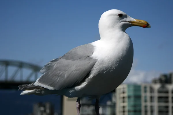 Lokki - Granville Island, Vancouver, Kanada — kuvapankkivalokuva