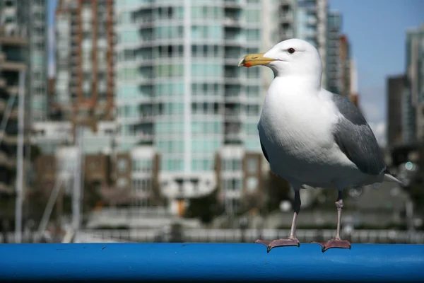 Gaivota - Ilha Granville, Vancouver, Canadá — Fotografia de Stock