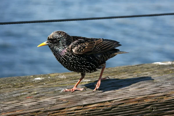 Bird - Granville Island, Vancouver, Canada — Stock Photo, Image