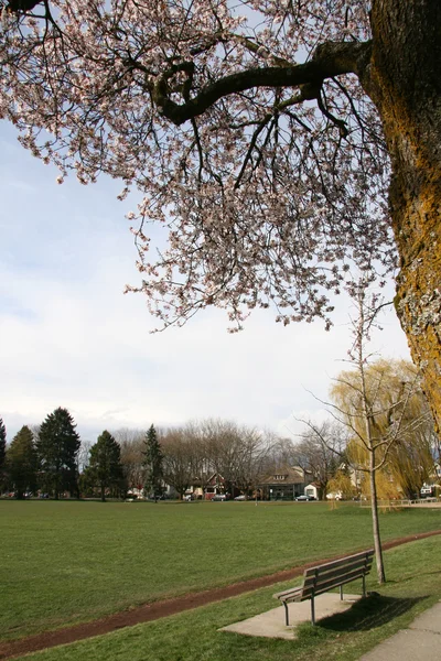 都市、bc、カナダのバンクーバーの公園 — ストック写真