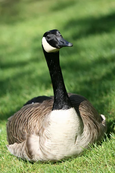 Canadian Goose - Granville Island, Vancouver, Canada Royalty Free Stock Photos