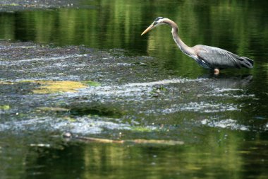 balıkçıl kuşu - kıyı şeridi, victoria, bc, Kanada