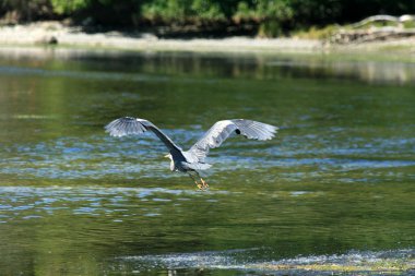 balıkçıl kuşu - kıyı şeridi, victoria, bc, Kanada