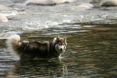 Husky köpek river gorge, lynn Kanyonu, vancouver, Kanada içinde