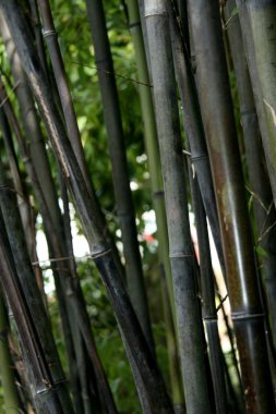 Bambu - sun yat ayarlamak Çinli Bahçe, vancouver, bc, Kanada