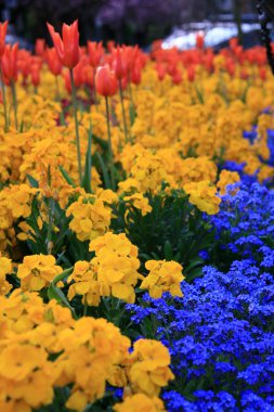 Lale çiçek - stanley park, vancouver, bc, Kanada