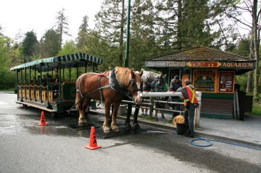 At turları - stanley park, Kanada