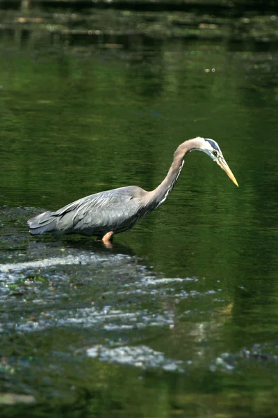 Czapla ptak - linia brzegowa, victoria, bc, Kanada — Zdjęcie stockowe