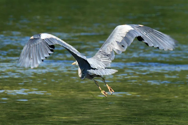 Heron Bird - береговая линия, Виктория, Британская Колумбия, Канада — стоковое фото