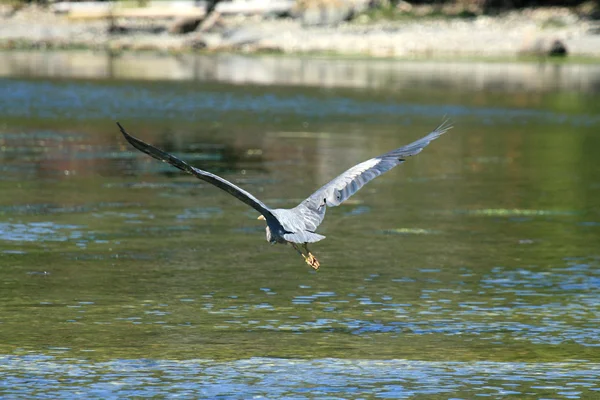 Balıkçıl kuşu - kıyı şeridi, victoria, bc, Kanada — Stok fotoğraf
