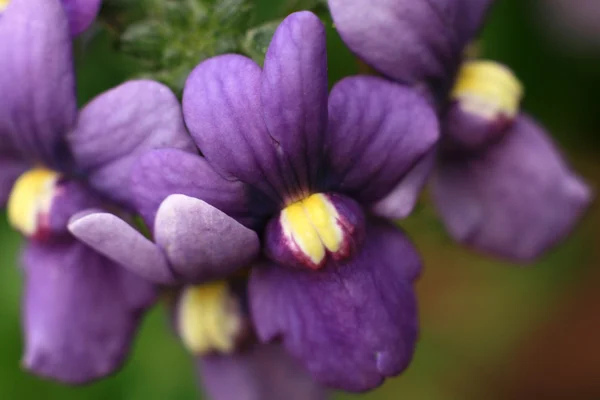 Flower Closeup - Butchart Gardens, Victoria, BC, Canada — Stock Photo, Image