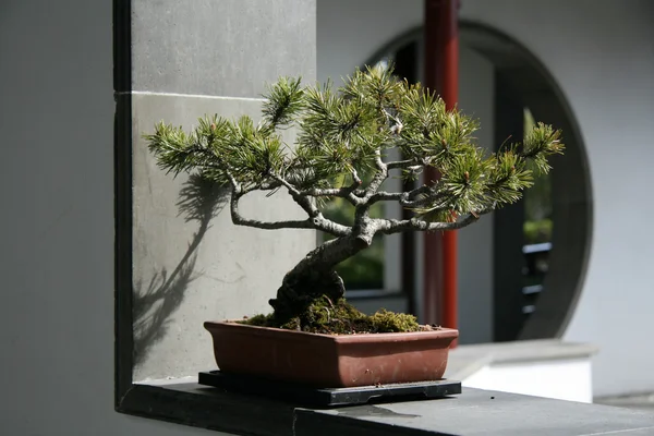 Sun Yat Set Chinese Garden, Vancouver, BC, Kanada — Zdjęcie stockowe