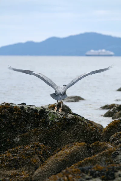 Heron - stanley parku, vancouver, bc, Kanada — Stock fotografie