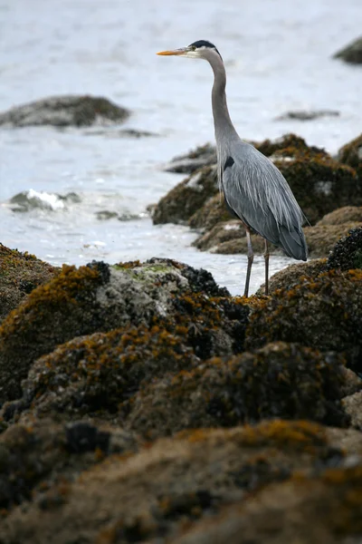 Héron - parc stanley, à vancouver, bc, canada — Photo