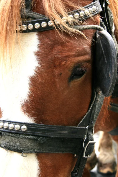 Horse Drawn Tours - Stanley Park, Canada — Stock Photo, Image