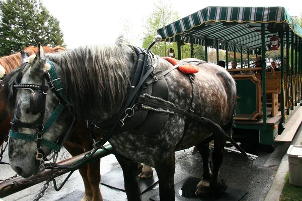 Passeios a cavalo - Stanley Park, Canadá — Fotografia de Stock