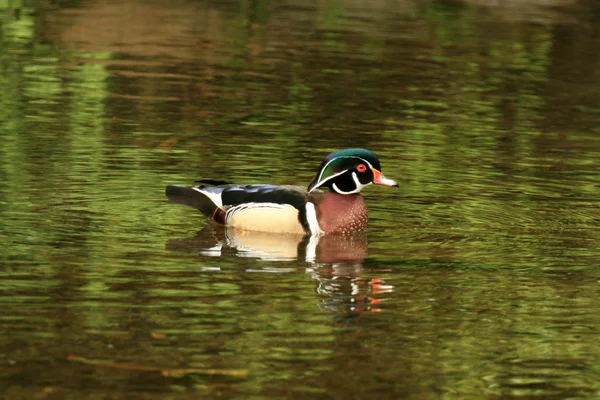 Wood Duck - Stanley Park, Vancouver — Stock Photo, Image