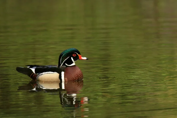 Wood Duck - Stanley Park, Vancouver — Stock Photo, Image