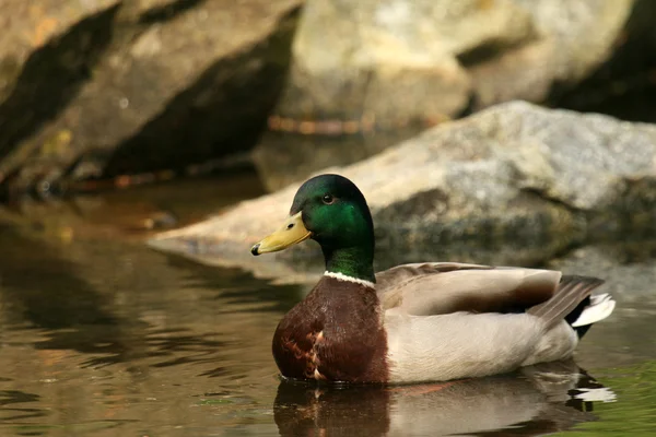 Duck - Stanley Park, Vancouver, BC, Canada — Stock Photo, Image