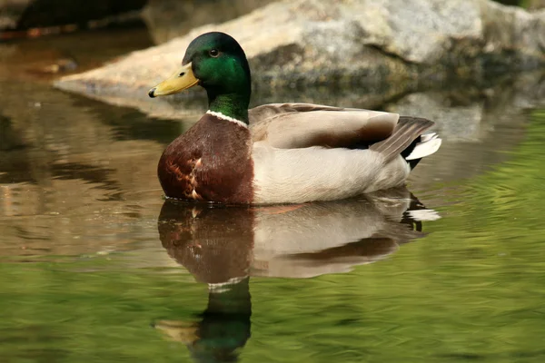 Kačer - stanley park, vancouver, bc, Kanada — Stock fotografie