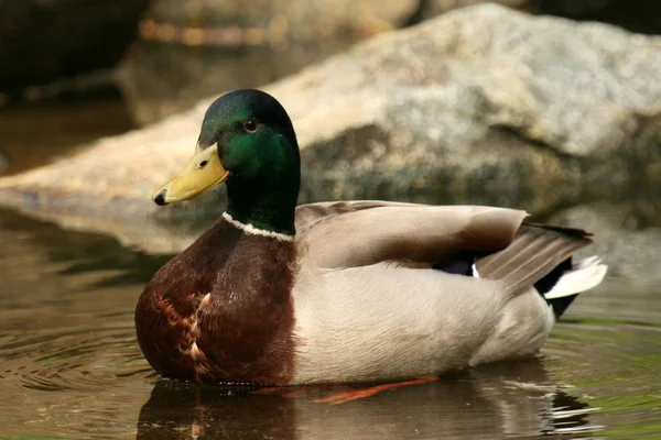 Duck - Stanley Park, Vancouver, BC, Canada — Stock Photo, Image