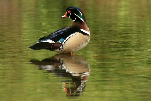 Wood Duck - Stanley Park, Vancouver — Stock Photo, Image