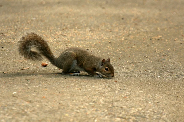 Östliches Grauhörnchen, Kanada — Stockfoto