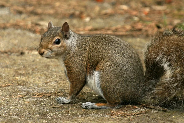 Ardilla gris oriental, Canadá — Foto de Stock