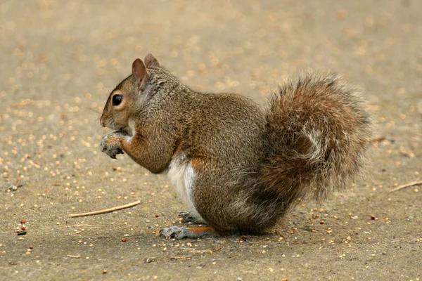 Eastern Grey Squirrel, Canada — Stock Photo, Image
