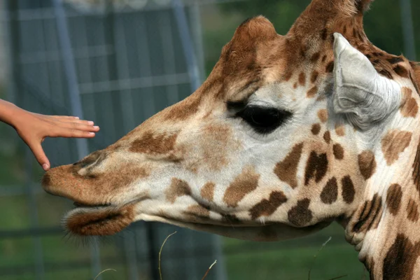 Жираф - Ванкуверский зоопарк, Канада — стоковое фото