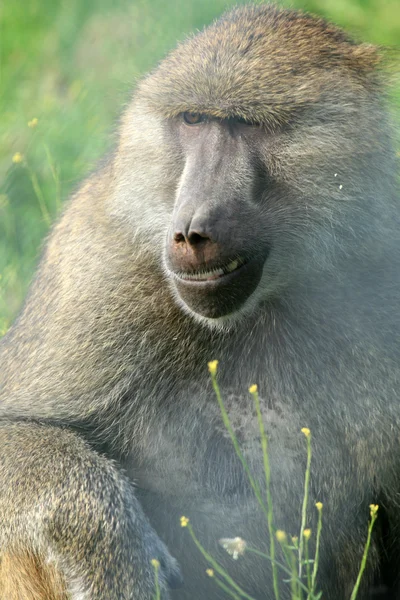 Pávián - Vancouver Zoo, Amerikai Egyesült Államok — Stock Fotó