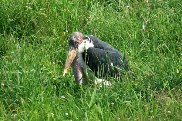 Maribou Stork - Vancouver Zoo, Canada — Stock Photo, Image