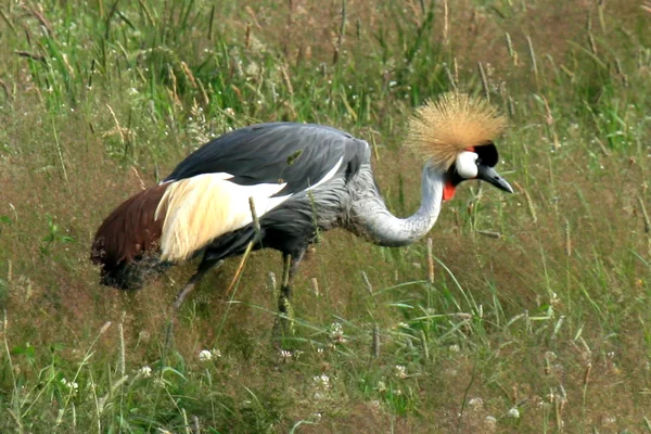 Crested crane - vancouver zoo, Kanada — Stockfoto