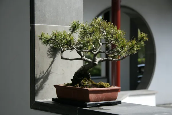 Sun Yat Sen set jardin chinois, vancouver, bc, canada Images De Stock Libres De Droits