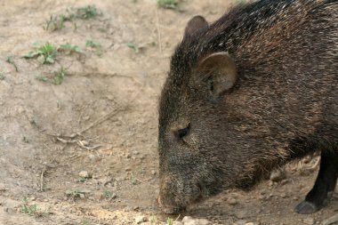 hayvan - vancouver Hayvanat Bahçesi, Kanada