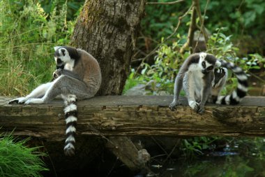 Lemur - Vancouver, Kanada